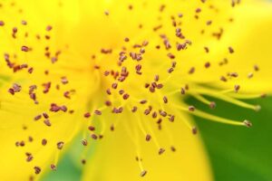 formation grains de pollen et sac embryonnaire