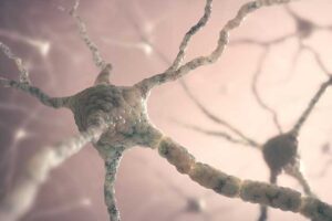 Notion de synapse