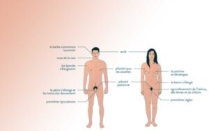 régulation des appareils reproducteurs