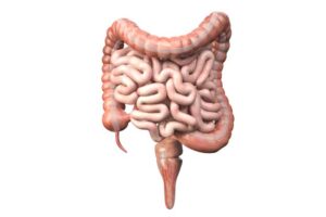 formation de l'urine Excrétion