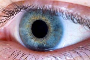 Etude de la vision