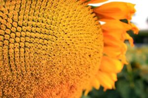 Organisation de la fleur